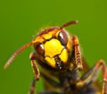 Hornet Ã¢â¬â a large wasp